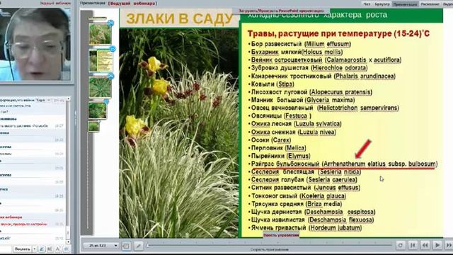 Вебинар Татьяны Желтовской "Злаки в саду", часть 2 смотреть онлайн