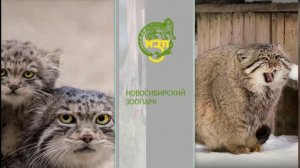 Кот манул, пушистый хищник с самой шикарной шубой среди котов