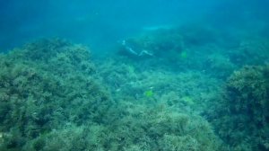 Обитатели Черного моря. Баклан на охоте. Взгляд из-под воды