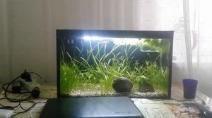 аквариум 50 литров!