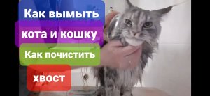 Как вымыть кота и кошку. Как почистить сальный хвост у кота. Мейн кун.