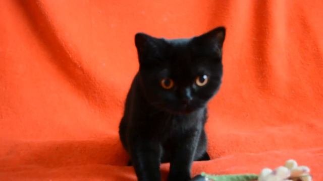 Купить черного шотландского котенка: предлагаем - черные котята-девочки.