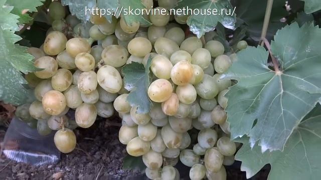 Сорта винограда 2018. Эмигрант - еще одно открытие этого сезона смотреть онлайн