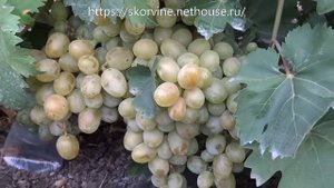 Сорта винограда 2018. Эмигрант - еще одно открытие этого сезона