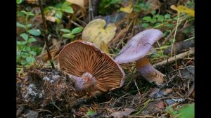 Cortinarius traganus