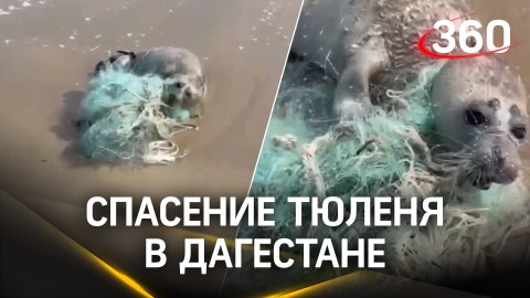 Молодой тюлень запутался в рыболовной сети: спас сотрудник МЧС в Дагестане