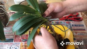 Как правильно удобрять орхидеи? цветы? дома это работа?