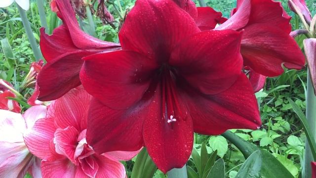 My Hippeastrum/Amaryllis смотреть онлайн