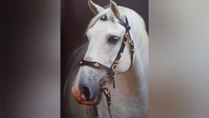 1 часть какую лошадь лучше купить.