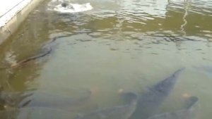 Рыбалка на гиганскую рыбу Арапайму