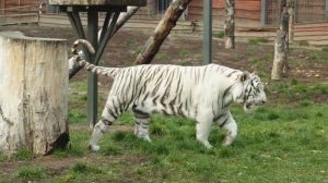 Царь дикой природы! Интересные факты о тигре. Тигр в деле! ТИГР на охоте