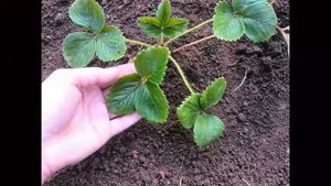 Как посадить клубнику весной и собирать крупную ягоду уже в этом году!