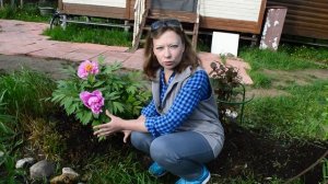 Древовидный пион: выращивание, уход и зимовка