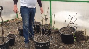 Обрезка инжира. Обзор выход из зимовки.