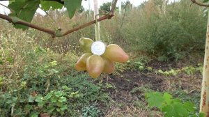 ГФ  винограда  Кураж  2019
