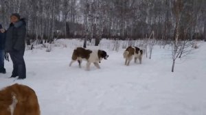 МОСКОВСКАЯ СТОРОЖЕВАЯ Зимние прогулки