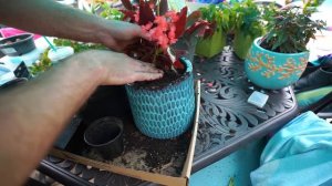 New Coconut Palm || Potting Begonias || Palm Trunk Hanging Basket || Fertilizer Talk ||Saturday Vlo