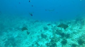 Орляковые скаты, Eagle rays, Maldives, Ukulhas