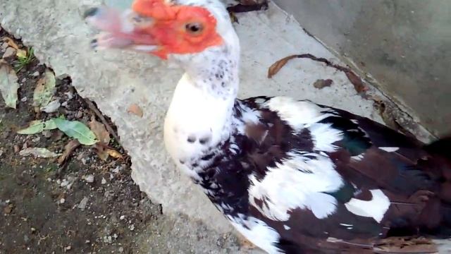 Интересные вещи про индоуток. смотреть онлайн