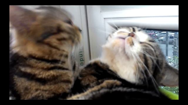 ВОТ ОНО КОШАЧЬЕ СЧАСТЬЕ)))Американские короткошерстные