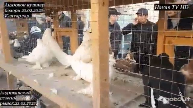 АНДИЖАНСКИЙ ПТИЧИЙ РЫНОК.23.02.2023.ГОЛУБИ.АНДИЖОН КУШЛАР БОЗОРИ КАПТАРЛАР.