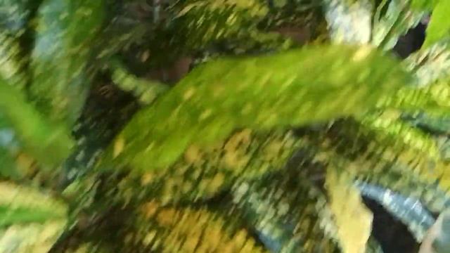 ?КРОТОН  король моих?☘️пёстролистных растений??(21.07.2021) смотреть онлайн