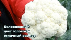 КЛИПЕР F1 - ОЧЕНЬ РАННЯЯ ЦВЕТНАЯ КАПУСТА С ОТЛИЧНЫМ ТОВАРНЫМ ВИДОМ