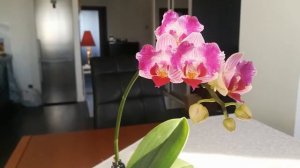 Фаленопсис Pink Sunset Girl
