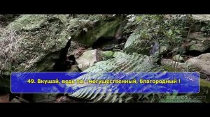 Мансур Мухиддин [Mansoor Mohiddine]. Сура Ад -Духан (40- 59)