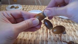 Поделка из желудей "Жук" с фонариком