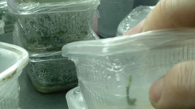 [105] Голубика на среде WPM. Очень нежное растение. Клонирование фуксии. Кумкват. Онлайн-курсы смотреть онлайн