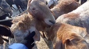 Кара балта мал базары#кыргызстан #сокулук #малбазар