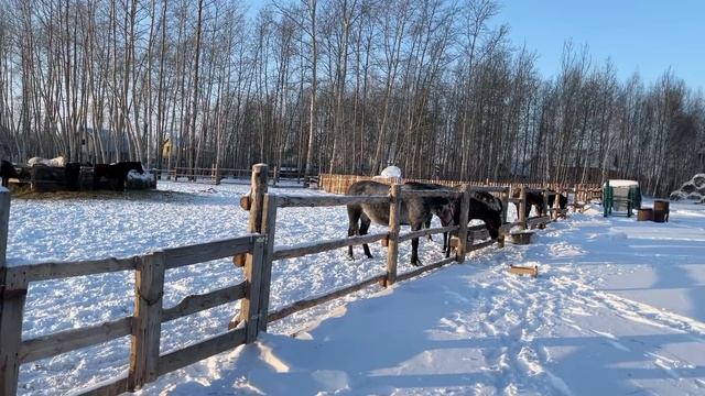 56/ Казачий хутор. Село Памятное. Ялуторовск.Переезд из РК г.Рудный в Россию.Купили дом в Сибири ! смотреть онлайн