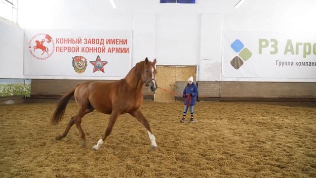 ИОНИЗАТОР | Завод имени Первой конной армии | Наши производители | Будённовская порода лошадей смотреть онлайн