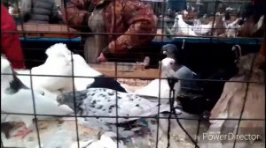 Съездная ярмарка голубей на рынке садавод г. Москва 31.10.2020г.