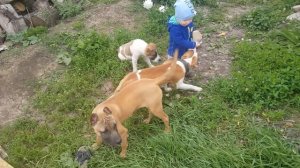 Амстафф и ребёнок,почему собака кусает , Amstaff and child