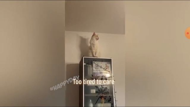 Приколы коты и собаки