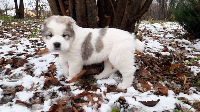 Величие Тенгри Тиффани