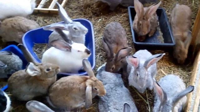 Грабли веерные. Зарисовка на тему дня Кролики смотреть онлайн