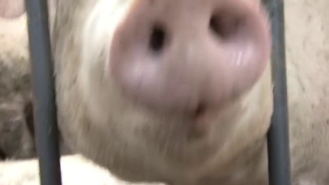 Компания «АПК «ПромАгро» развивает производство гигантскими темпами смотреть онлайн