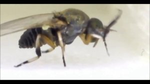 Самые “кусачие“ насекомые!