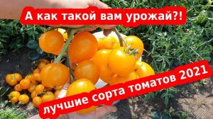 Желтый томат "Викинг" - низкорослые помидоры - лучшие сорта 2021
