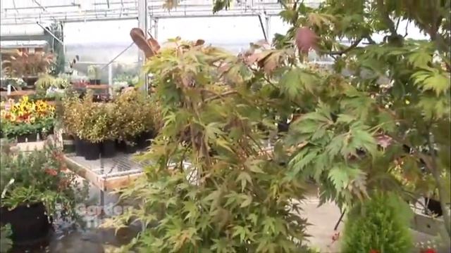 Fall Color Plants смотреть онлайн