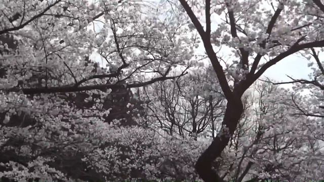 Sakura Hanami 2012 at High Park Full HD