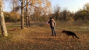 DOG VLOG: Осенняя прогулка с немецкой овчаркой Ремой | Немецкая овчарка