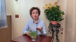 ХЛОРОФИТУМ размножение. ХЛОРОФИТУМ пересадка.