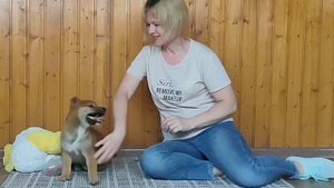 Щенки сиба от питомника. Приобрести сиба-ину можно в нашем питомнике. Мальчик, д.р. 12.02.23