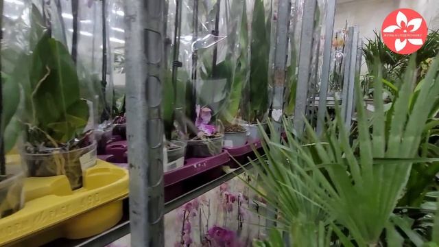 Очень много орхидей в уценке в магазине Флорэвиль в Москве смотреть онлайн