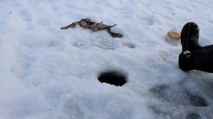 Ловля зимой ротана! Да сколько тут рыбы? Ротан на салу.