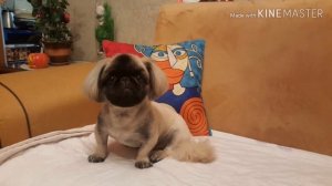 Пекинес/описание уход и содержание